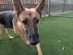 Shelter Stray Female Dog last seen , 3201 Lacy St, Los Angeles, CA 90031, USA