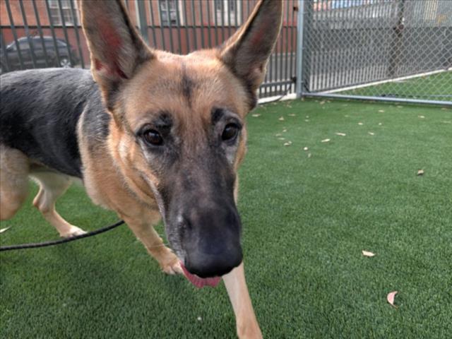 Shelter Stray Female Dog last seen , 3201 Lacy St, Los Angeles, CA 90031, USA