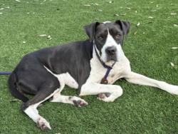 Shelter Stray Female Dog last seen , 3201 Lacy St, Los Angeles, CA 90031, USA