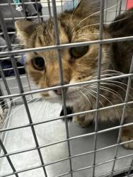 Shelter Stray Male Cat last seen Near BLOCK DONNA ST, NORTH LAS VEGAS NV 89030, 655 N Mojave Rd, Las Vegas, NV 89101, USA