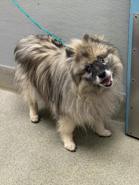 Shelter Stray Female Dog last seen Near BLOCK TURTLE HILL RD, LAS VEGAS NV 89110, 655 N Mojave Rd, Las Vegas, NV 89101, USA