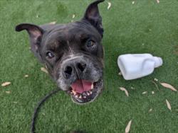 Shelter Stray Male Dog last seen , 3201 Lacy St, Los Angeles, CA 90031, USA