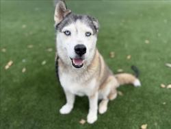 Shelter Stray Female Dog last seen , 3201 Lacy St, Los Angeles, CA 90031, USA
