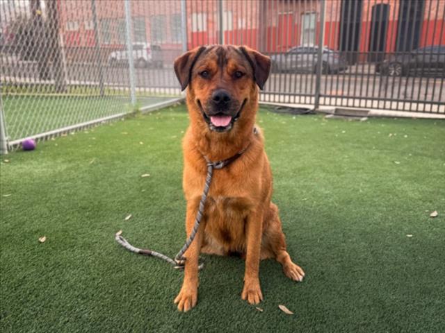 Shelter Stray Female Dog last seen , 3201 Lacy St, Los Angeles, CA 90031, USA