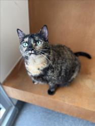 Shelter Stray Female Cat last seen , 3201 Lacy St, Los Angeles, CA 90031, USA