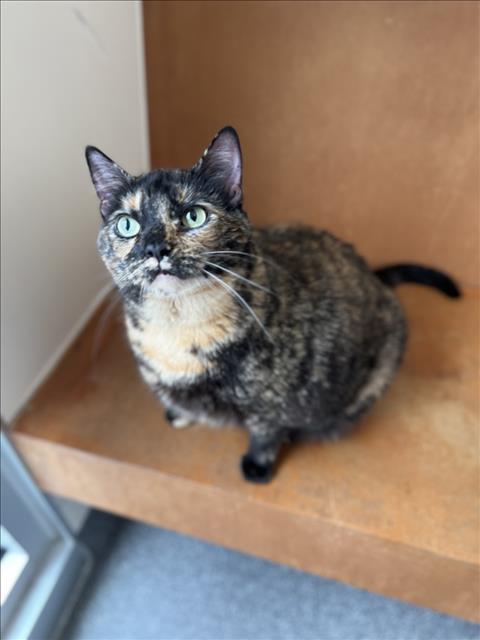 Shelter Stray Female Cat last seen , 3201 Lacy St, Los Angeles, CA 90031, USA