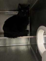 Shelter Stray Male Cat last seen ARTISAN ST & ORION AVE, 130 Beyer Way, Chula Vista, CA 91911, USA