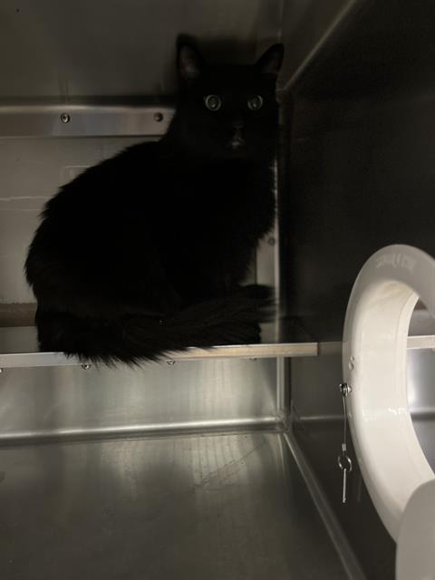 Shelter Stray Male Cat last seen ARTISAN ST & ORION AVE, 130 Beyer Way, Chula Vista, CA 91911, USA