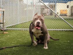 Shelter Stray Male Dog last seen , 3201 Lacy St, Los Angeles, CA 90031, USA