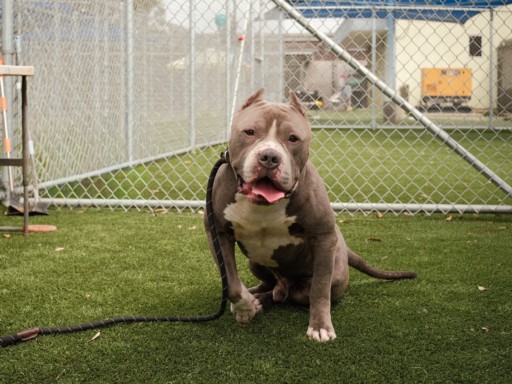 Shelter Stray Male Dog last seen , 3201 Lacy St, Los Angeles, CA 90031, USA