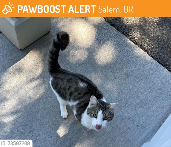 Found/Stray Unknown Cat last seen Woodscape Dr SE & Wildwood Dr SE, Salem, OR 97306