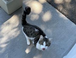 Found/Stray Unknown Cat last seen Woodscape Dr SE & Wildwood Dr SE, Salem, OR 97306