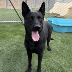 Shelter Stray Female Dog last seen , 3201 Lacy St, Los Angeles, CA 90031, USA