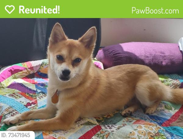 Reunited Female Dog last seen SW Multnomah Blvd and SW 45th Ave, Portland, OR 97219