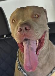 Shelter Stray Male Dog last seen COOLIDGE AND ARNOLD, 1150 11 Mile Corner, Casa Grande, AZ 85194, USA