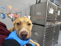 Shelter Stray Male Dog last seen Near BLOCK CALLE ROJO, COACHELLA, CA, 72050 Pet Land Pl, Thousand Palms, CA 92276, USA
