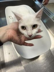 Shelter Stray Female Cat last seen ALAMANCE COUNTY, 221 Stone Quarry Rd, Burlington, NC 27217, USA