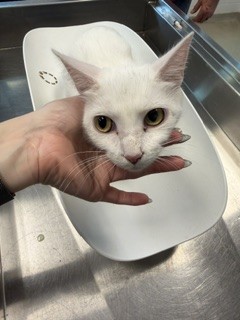 Shelter Stray Female Cat last seen ALAMANCE COUNTY, 221 Stone Quarry Rd, Burlington, NC 27217, USA