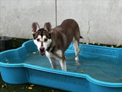 Shelter Stray Female Dog last seen , West Valley Animal Shelter, 20655 Plummer St, Chatsworth, CA 91311, USA