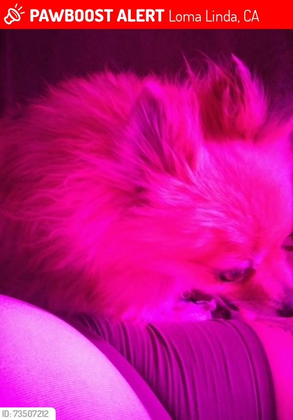 Lost Female Dog last seen rother left her out or she got out of the car when I left I didn't know she wasn't back there with my brother and when I realized that I went back but she was gone, Loma Linda, CA 92354
