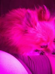 Lost Female Dog last seen rother left her out or she got out of the car when I left I didn't know she wasn't back there with my brother and when I realized that I went back but she was gone, Loma Linda, CA 92354