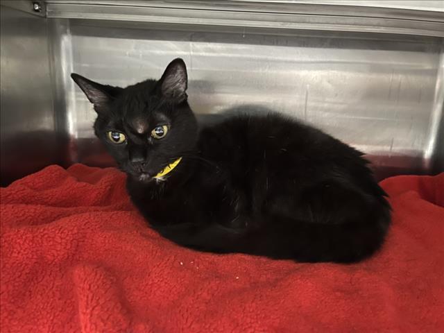 Shelter Stray Female Cat last seen , West Valley Animal Shelter, 20655 Plummer St, Chatsworth, CA 91311, USA
