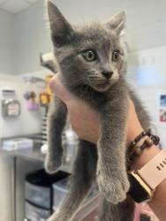 Shelter Stray Male Cat last seen BURLINGTON AC, 221 Stone Quarry Rd, Burlington, NC 27217, USA