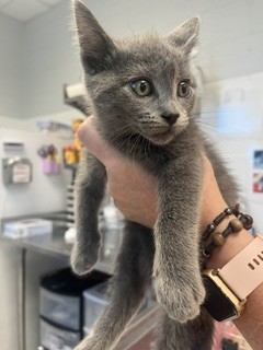 Shelter Stray Male Cat last seen BURLINGTON AC, 221 Stone Quarry Rd, Burlington, NC 27217, USA