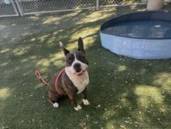 Shelter Stray Female Dog last seen , West Valley Animal Shelter, 20655 Plummer St, Chatsworth, CA 91311, USA
