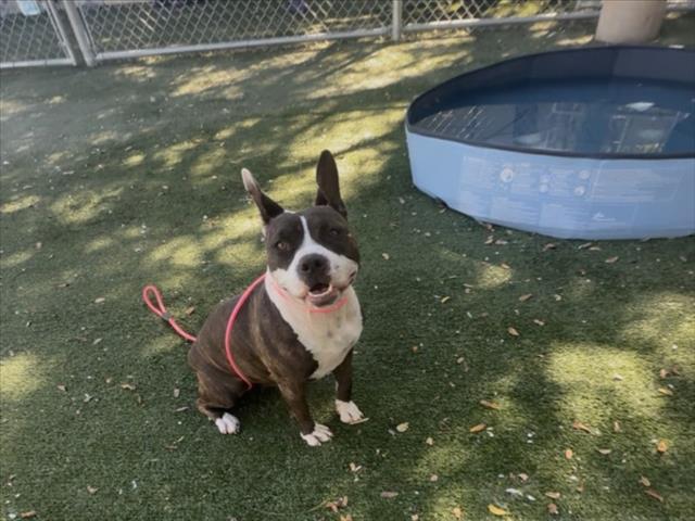 Shelter Stray Female Dog last seen , West Valley Animal Shelter, 20655 Plummer St, Chatsworth, CA 91311, USA