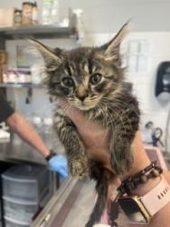 Shelter Stray Female Cat last seen BURLINGTON AC, 221 Stone Quarry Rd, Burlington, NC 27217, USA