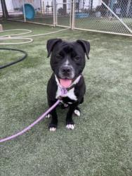 Shelter Stray Male Dog last seen , West Valley Animal Shelter, 20655 Plummer St, Chatsworth, CA 91311, USA