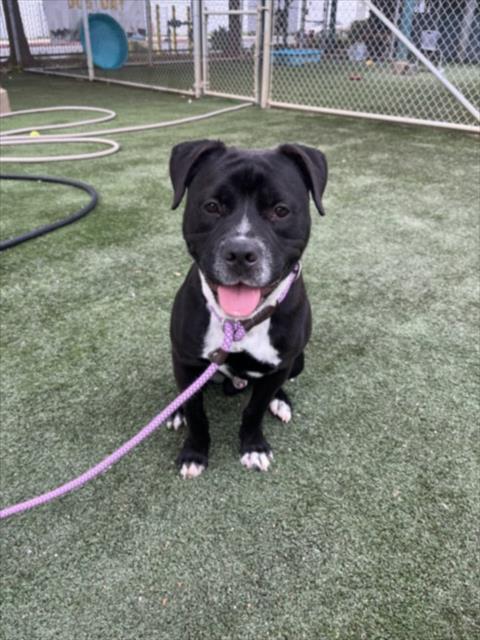 Shelter Stray Male Dog last seen , West Valley Animal Shelter, 20655 Plummer St, Chatsworth, CA 91311, USA