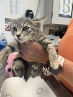 Shelter Stray Female Cat last seen BURLINGTON AC, 221 Stone Quarry Rd, Burlington, NC 27217, USA