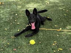 Shelter Stray Male Dog last seen , West Valley Animal Shelter, 20655 Plummer St, Chatsworth, CA 91311, USA