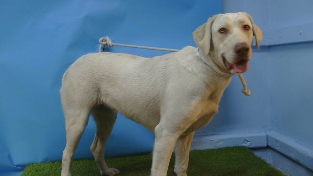 Shelter Stray Female Dog last seen , 216 W Victoria St, Gardena, CA 90248, USA