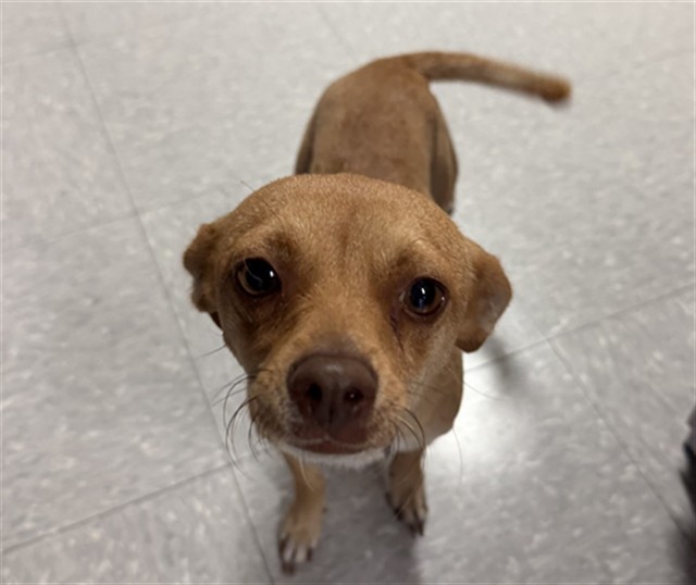 Shelter Stray Female Dog last seen Near BLOCK SAN PEDRO ST, MCFARLAND CA 93250, 3951 Fruitvale Ave, Bakersfield, CA 93308, USA