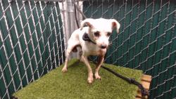 Shelter Stray Female Dog last seen , 11258 Garfield Ave, Downey, CA 90242, USA