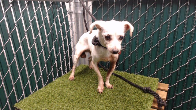 Shelter Stray Female Dog last seen , 11258 Garfield Ave, Downey, CA 90242, USA