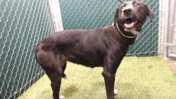 Shelter Stray Female Dog last seen , 11258 Garfield Ave, Downey, CA 90242, USA
