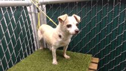 Shelter Stray Female Dog last seen , 11258 Garfield Ave, Downey, CA 90242, USA