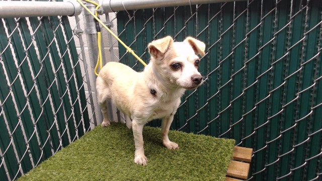 Shelter Stray Female Dog last seen , 11258 Garfield Ave, Downey, CA 90242, USA