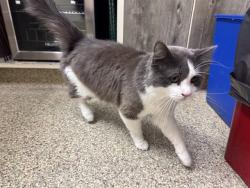 Shelter Stray Male Cat last seen Near BLOCK EL CAMINO DR, COLORADO SPRINGS CO 80918, 610 Abbot Ln, Colorado Springs, CO 80905, USA
