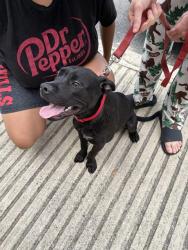 Shelter Stray Male Dog last seen , 4710 TX-151, San Antonio, TX 78227, USA