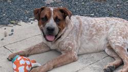 Shelter Stray Male Dog last seen Near BLOCK COMMERCE, 4710 TX-151, San Antonio, TX 78227, USA