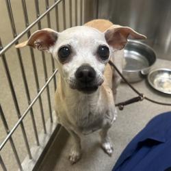 Shelter Stray Female Dog last seen Near BLOCK S MEADE ST DENVER CO 80219, 1241 W Bayaud Ave, Denver, CO 80223, USA