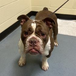 Shelter Stray Female Dog last seen Near BLOCK N MEMPHIS ST, DENVER CO 80239, 1241 W Bayaud Ave, Denver, CO 80223, USA