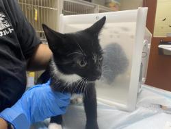 Shelter Stray Female Cat last seen Near BLOCK W CARMEN AVE, 3839 W Burnham St, West Milwaukee, WI 53215, USA