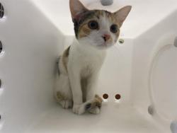 Shelter Stray Female Cat last seen Near BLOCK N CASS ST, 3839 W Burnham St, West Milwaukee, WI 53215, USA