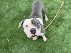 Shelter Stray Male Dog last seen , 1850 W 60th St, Los Angeles, CA 90047, USA